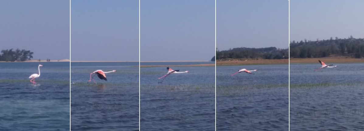 Flamingo flight